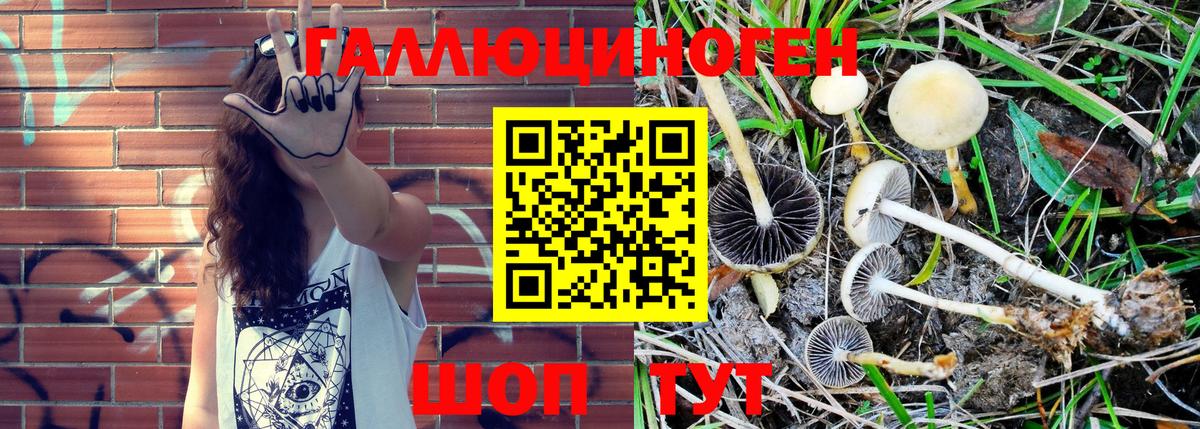 Псилоцибиновые грибы Psilocybe  Вход с VPN  Тейково 